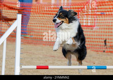 Australischer Schäferhund, der während eines Outdoor-Events über einen Agility-Jump geht Stockfoto