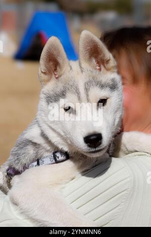 Sibirischer Husky-Welpe wird gehalten und in die Kamera geschaut Stockfoto