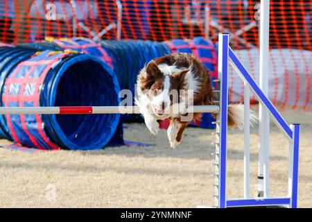 Brauner und weißer Border Collie, der bei einem Outdoor-Agility-Event über einen Sprung geht Stockfoto