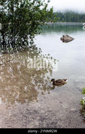 Morgennebel über einem wunderschönen See, umgeben von einem Kiefernwald am Fuße der Berge. Sammlung von Fotografien. Stockfoto