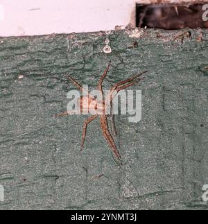 Eurasische Laufkrabbenspinne (Philodromus dispar) Stockfoto