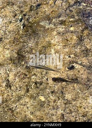 Westliche Moskitofisch (Gambusia affinis) Stockfoto