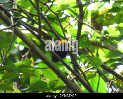 Goldköpfiges Manakin (Ceratopipra erythrocephala) Stockfoto