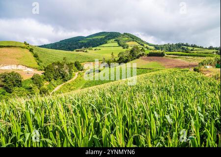 Ein Blick auf die Ernte, die im Sommer hinter der Kapelle unserer Lieben Frau des Friedens über Ribeira Seca auf der Insel San Miguel auf den Azoren wächst Stockfoto