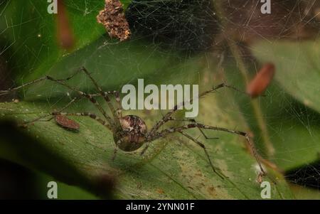 Das Foto dieser Spinne wurde mit der Stapeltechnik aufgenommen, sie wurde auf niedrigen Blättern in ihrem Netz gefunden, wo sie sich auf Nahrungssuche befand Stockfoto