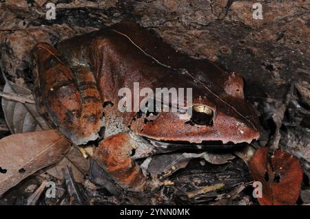 Malesischer Frosch (Limnonectes malesianus) Stockfoto