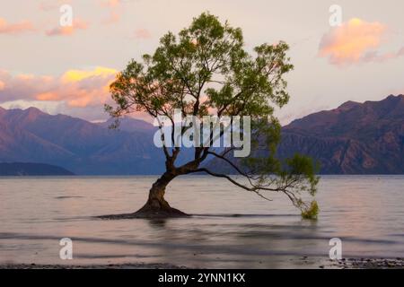 Der Wanaka-Baum in Wanaka, Neuseeland bei Sonnenuntergang Stockfoto