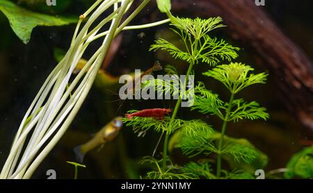 Kirschrote Garnelen, Neocaridina davidi, krabbeln auf einem Stück Treibholz in einem Aquarium, umgeben von üppig grünen Wasserpflanzen Stockfoto