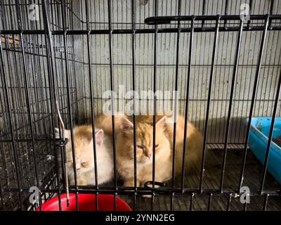 Zwei entzückende Kätzchen ruhen in einem Käfig in einem Tierhandwerk aus Stockfoto