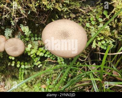 Austral-Honigpilz (Armillaria novae-zelandiae) Stockfoto