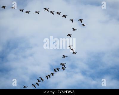 Gänse im Flug Stockfoto