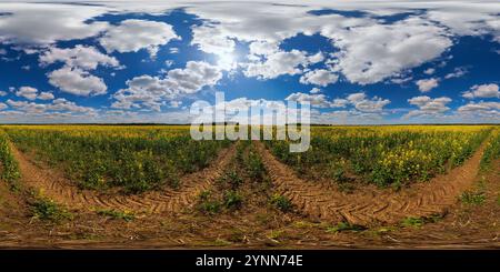 360 Grad Panorama Ansicht von 360 durch 180 nahtlose Grad voll kugelförmiges Panorama des Sommertages blühend gelb Rapsaat Colza Feld in eqirechteckige Projektion