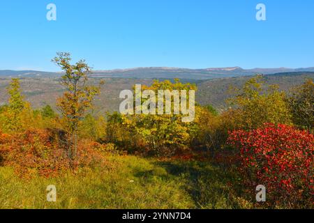 Farbenfrohe Herbstwiesen mit Mannasche (Fraxinus ornus) und rotem Rauchbaum (Cotinus coggygria) und Bergen dahinter in Istrien, Primorska, Slove Stockfoto