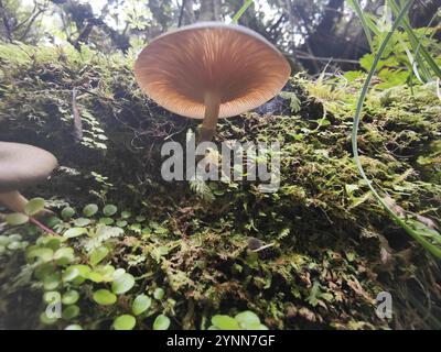 Austral-Honigpilz (Armillaria novae-zelandiae) Stockfoto