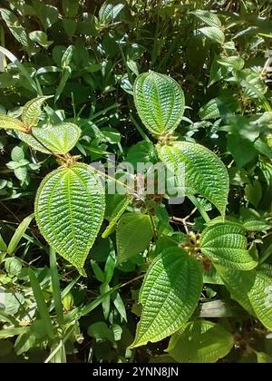 Kosters Fluch (Miconia crenata) Stockfoto