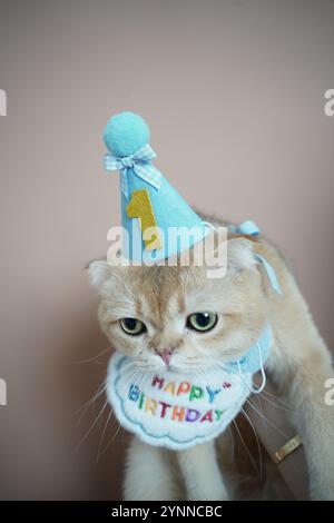 Eine niedliche Katze, die ihren ersten Geburtstag feiert, trägt einen blauen Partyhut mit einer goldenen „1“ und einem farbenfrohen „Happy Birthday“-Lätzchen. Seine ausdrucksstarke grüne Eyes-Anzeige Stockfoto