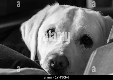 Ein weißer Labrador mit braunen Augen liegt auf einer Couch Stockfoto