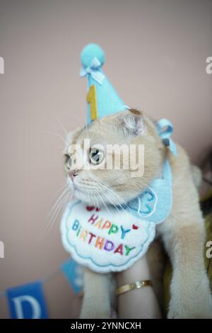 Eine niedliche Katze, die ihren ersten Geburtstag feiert, trägt einen blauen Partyhut mit einer goldenen „1“ und einem farbenfrohen „Happy Birthday“-Lätzchen. Seine ausdrucksstarke grüne Eyes-Anzeige Stockfoto