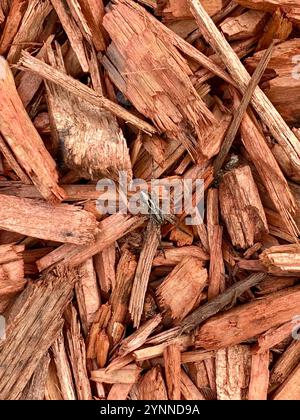 Wolfsspinne (Schizocosa avida) Stockfoto