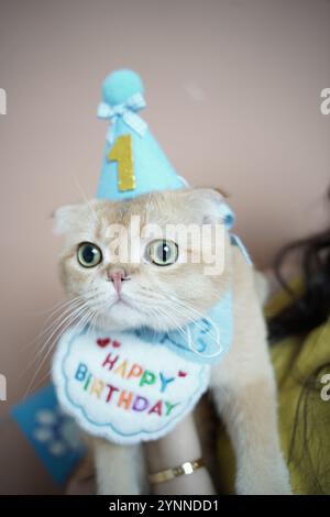 Eine niedliche Katze, die ihren ersten Geburtstag feiert, trägt einen blauen Partyhut mit einer goldenen „1“ und einem farbenfrohen „Happy Birthday“-Lätzchen. Seine ausdrucksstarke grüne Eyes-Anzeige Stockfoto