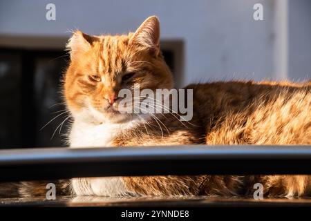 Bezaubernde Ginger Street männliche Katze, die an sonnigem Tag auf einem Autodach liegt Stockfoto
