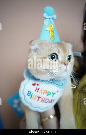 Eine niedliche Katze, die ihren ersten Geburtstag feiert, trägt einen blauen Partyhut mit einer goldenen „1“ und einem farbenfrohen „Happy Birthday“-Lätzchen. Seine ausdrucksstarke grüne Eyes-Anzeige Stockfoto