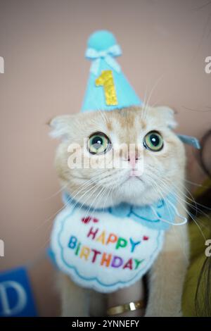 Eine niedliche Katze, die ihren ersten Geburtstag feiert, trägt einen blauen Partyhut mit einer goldenen „1“ und einem farbenfrohen „Happy Birthday“-Lätzchen. Seine ausdrucksstarke grüne Eyes-Anzeige Stockfoto