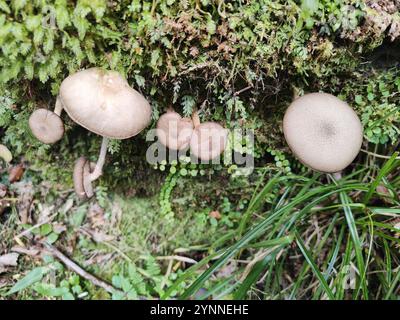 Austral-Honigpilz (Armillaria novae-zelandiae) Stockfoto