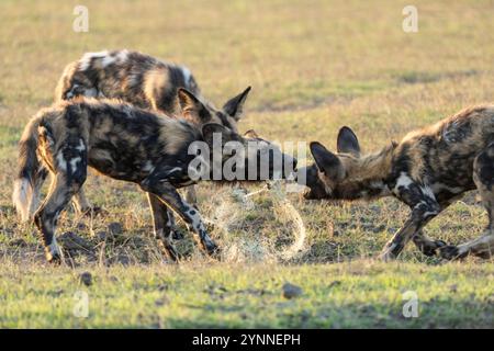 3 afrikanische Wildhunde, die mit einem Netz spielten, die sie in der Nähe des Kafue-Sees von Fischern fanden. Nanzhila Plains, Kafue Nationalpark, Sambia, Afrika Stockfoto