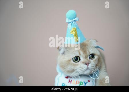 Eine niedliche Katze, die ihren ersten Geburtstag feiert, trägt einen blauen Partyhut mit einer goldenen „1“ und einem farbenfrohen „Happy Birthday“-Lätzchen. Seine ausdrucksstarke grüne Eyes-Anzeige Stockfoto