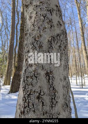 Buchenrinde Canker-Pilz (Neonectria faginata) Stockfoto