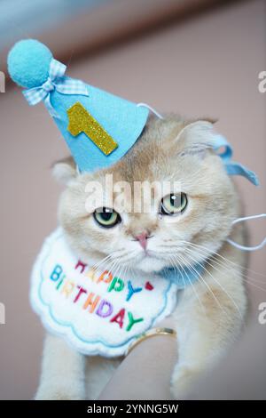 Eine niedliche Katze, die ihren ersten Geburtstag feiert, trägt einen blauen Partyhut mit einer goldenen „1“ und einem farbenfrohen „Happy Birthday“-Lätzchen. Seine ausdrucksstarke grüne Eyes-Anzeige Stockfoto