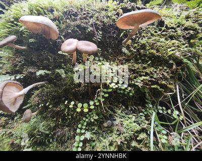 Austral-Honigpilz (Armillaria novae-zelandiae) Stockfoto