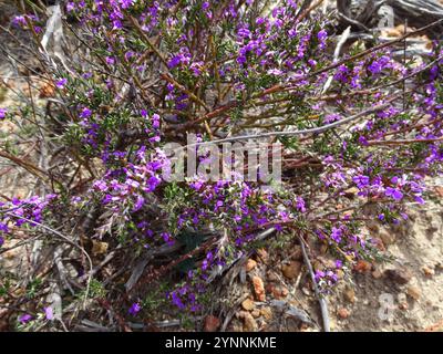 Stachelige Purplegorse (Muraltia heisteria) Stockfoto