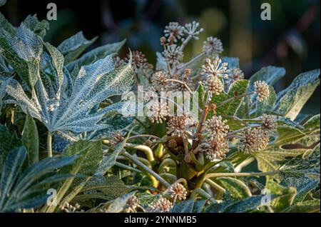 Fatsia japonica „Spinnen Web“ mit seinen weißen Kugelblumen, die in einem britischen Garten wachsen. Stockfoto