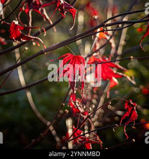 Hellrote hinterleuchtete Blätter von Acer palmatum „Bloodgood“ im Winter. Stockfoto