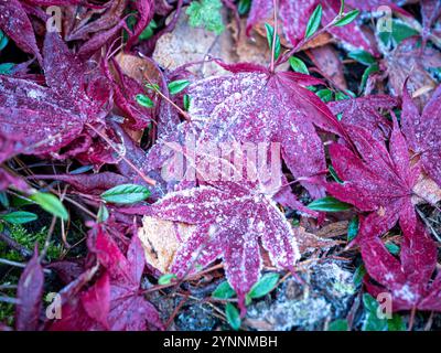 Gefrorene Blätter von Acer palmatum „Bloodgood“ liegen auf dem Boden in einem britischen Garten. Stockfoto