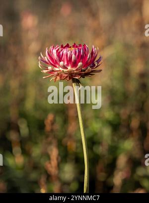Seitenansicht einer einzelnen rosafarbenen Strohblume (Xerochrysum bracteatum) in der Wintersonne Stockfoto