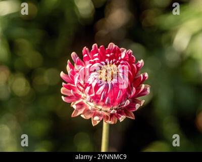 Einzelne rosafarbene Erdbeere (Xerochrysum bracteatum) in der Wintersonne Stockfoto