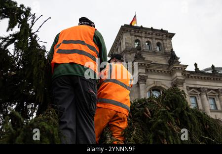 Berlin, Deutschland. November 2024. Arbeiter kümmern sich um eine Tanne vor dem Reichstagsgebäude. Quelle: Hannes Albert/dpa/Alamy Live News Stockfoto