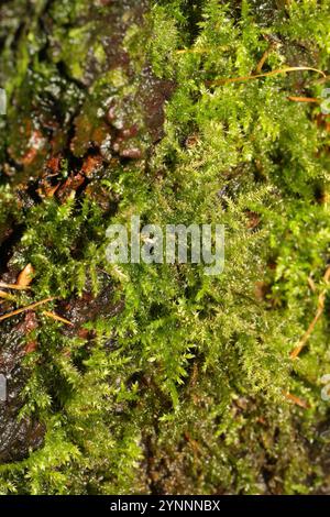 Gewöhnliches Federmoos (Kindbergia praelonga) Stockfoto