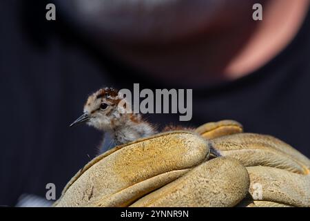 Junger Rothals-Phalaropus-Vogel oder Phalaropus lobatus, der mit der Hand eines Mannes in einem Handschuh gehalten wird. Arviat, Nunavut Stockfoto