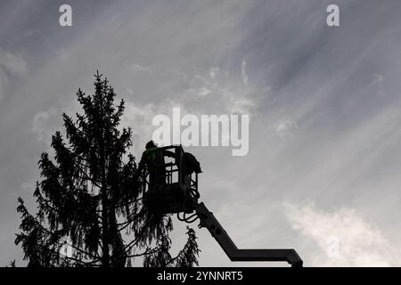 Berlin, Deutschland. November 2024. Ein Arbeiter steht auf einem Hubwagen und arbeitet an einer Tanne. Quelle: Hannes Albert/dpa/Alamy Live News Stockfoto