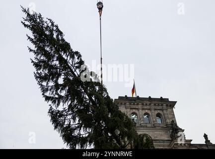 Berlin, Deutschland. November 2024. Eine Tanne hängt an einem Kran vor dem Reichstagsgebäude. Quelle: Hannes Albert/dpa/Alamy Live News Stockfoto