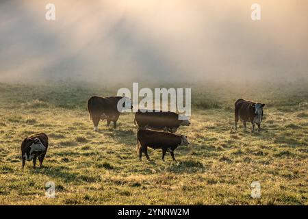 Rinderrinder weiden bei nebeliger Morgensonne in Salo, Finnland. Stockfoto