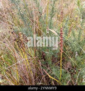 Zwiebeln-Orchideen (Microtis unifolia) Stockfoto