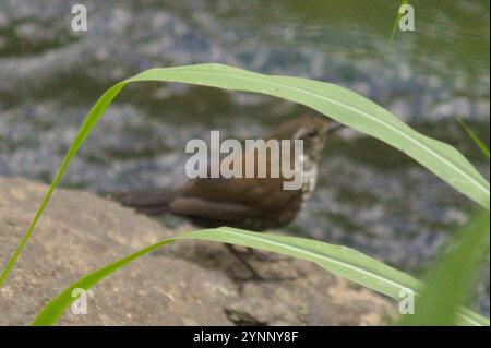 Streamkriecher (Lochmias nematura) Stockfoto