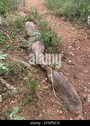 Weißer Seidenseidenseidenbaum (Ceiba insignis) Stockfoto