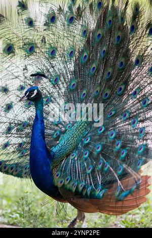 Pfauenschwanzfedern und Gefieder Stockfoto