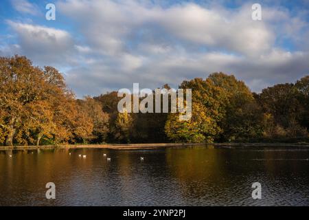 Southampton Common idyllischer Stadtpark - der See für Bootstouren in herbstlicher Pracht, Herbst 2024, Southampton, Hampshire, England, UK Stockfoto